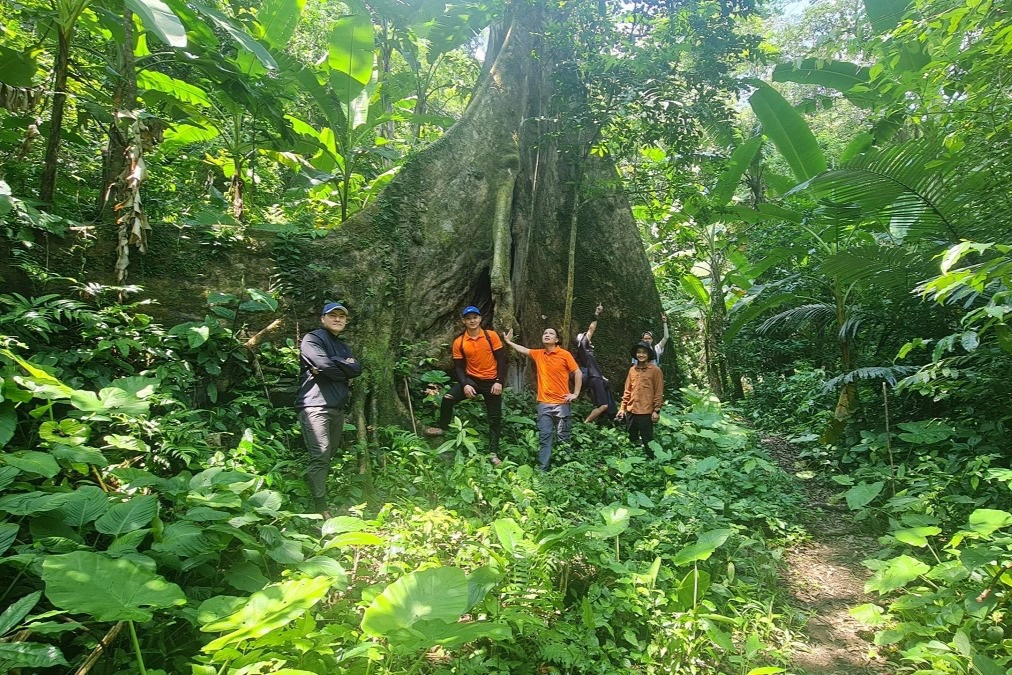 Nhiều cây gỗ lớn tại Động Châu Khe Nước trong